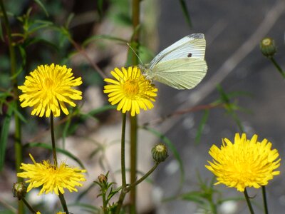 Libar pieris rapae white butterfly photo
