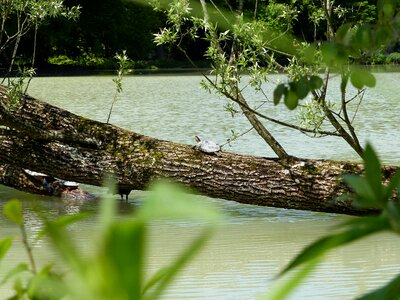 Tree nature plants