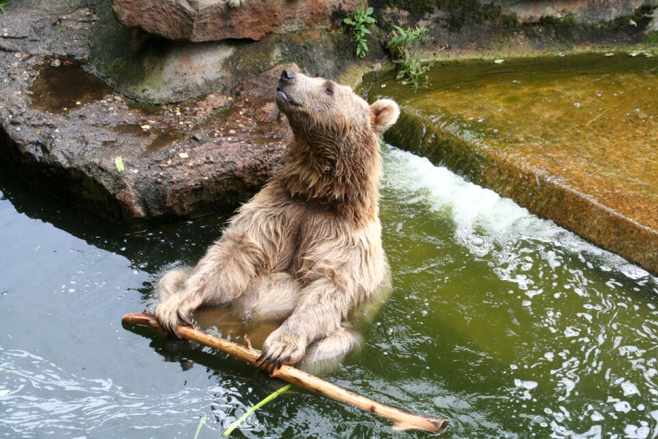 Zoo water animal world