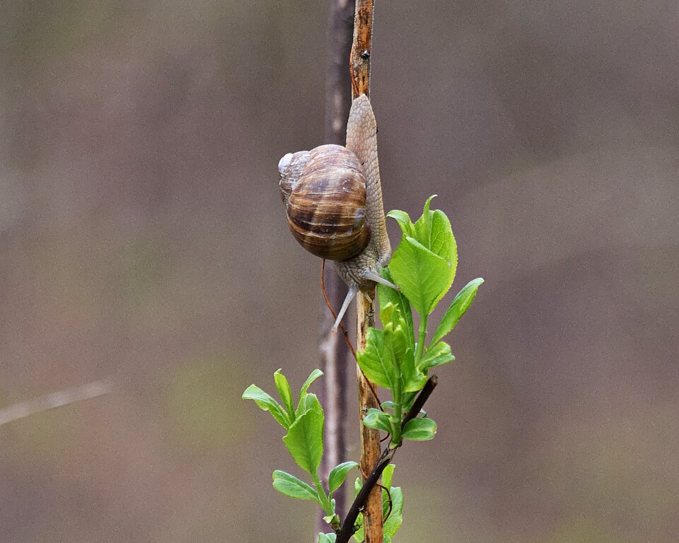Antennae nature green