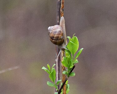 Antennae nature green photo