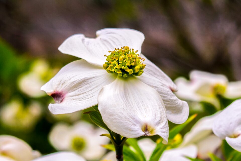 Nature plant bloom