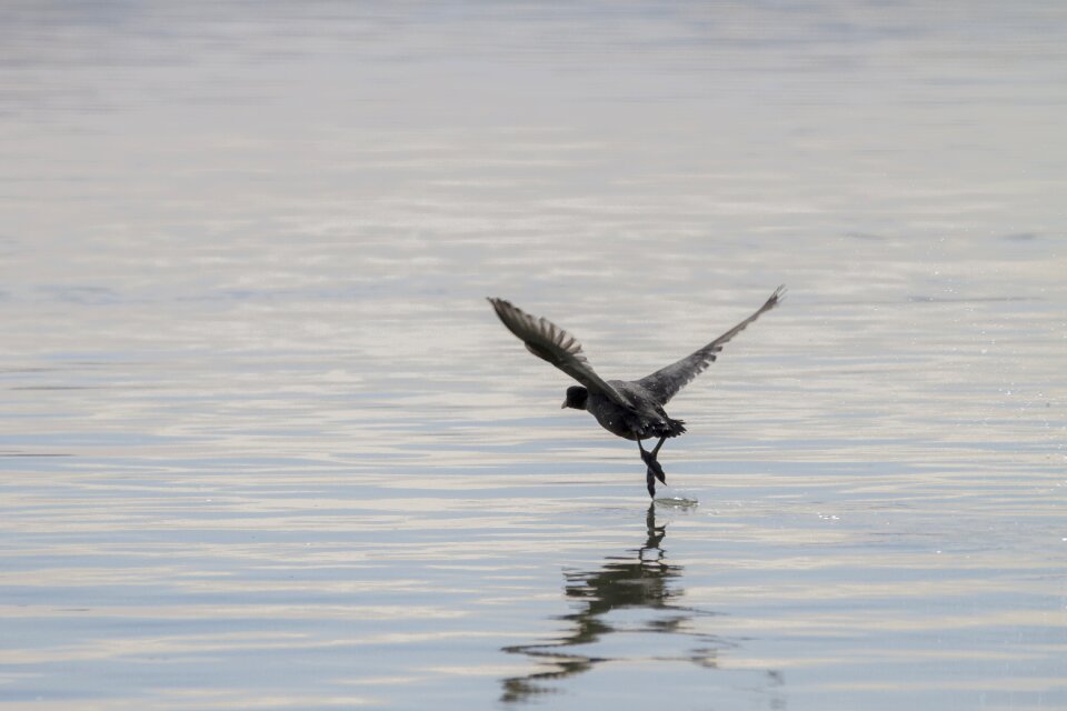 Take off start bird