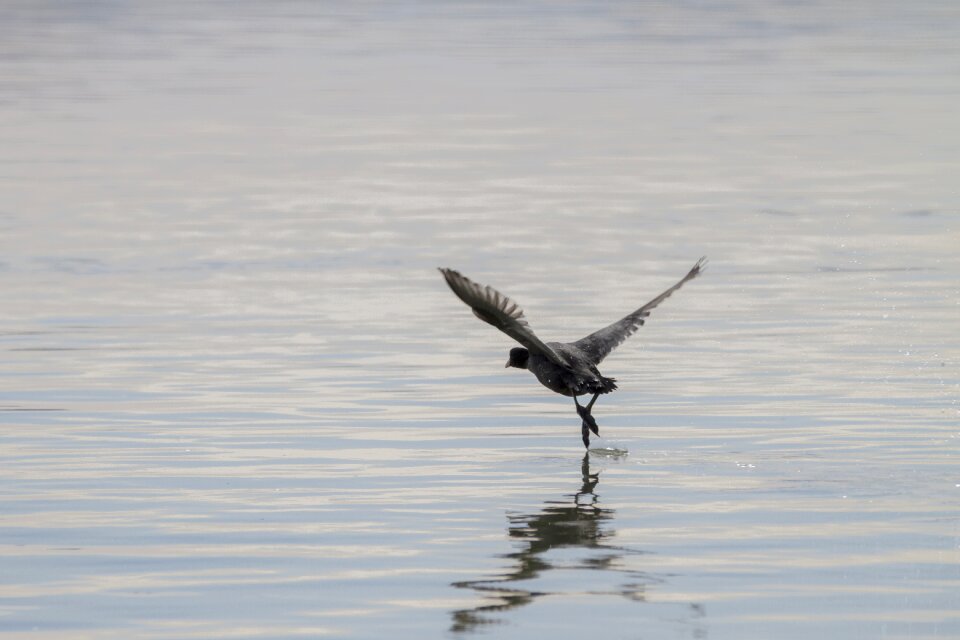 Take off start bird photo