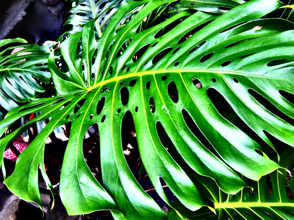 Green leaf green leaves nature