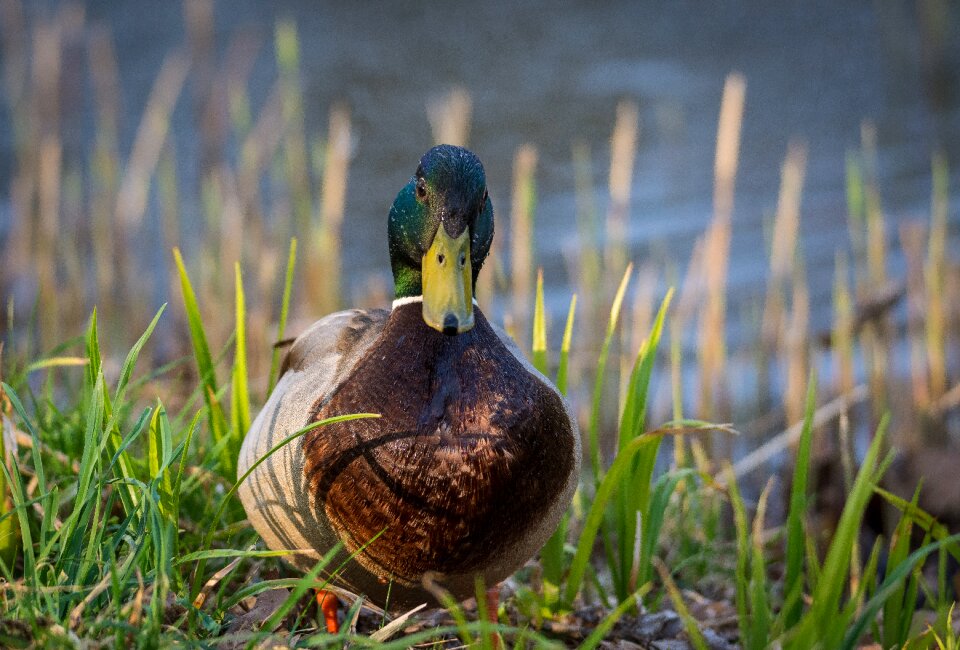 Nature water water bird