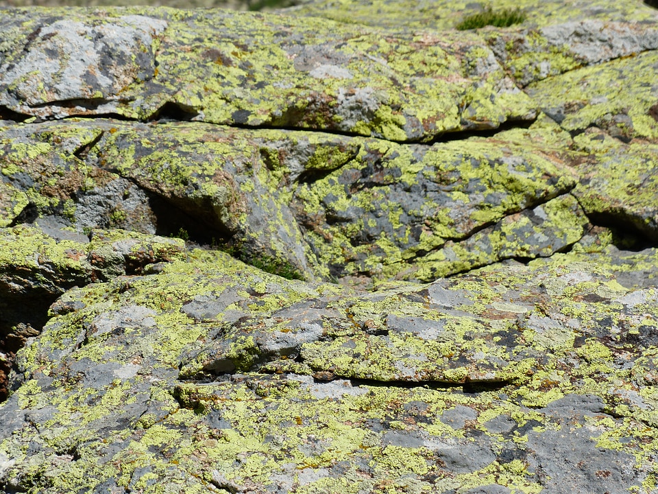 Rock fouling landkartenflechte photo