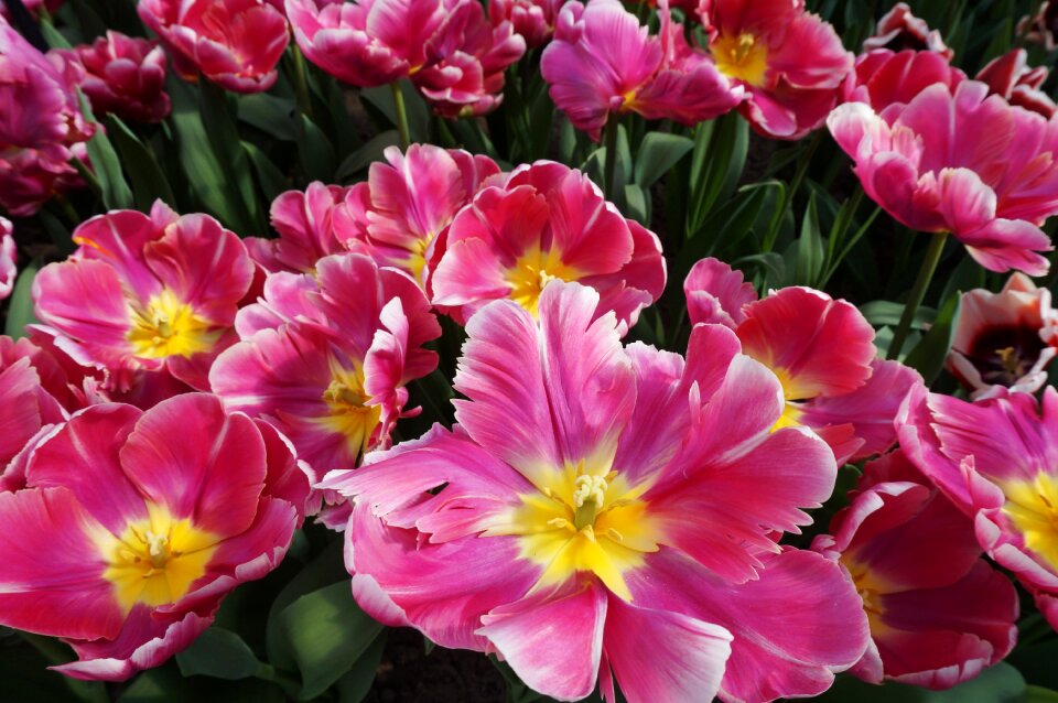 Garden keukenhof tulip