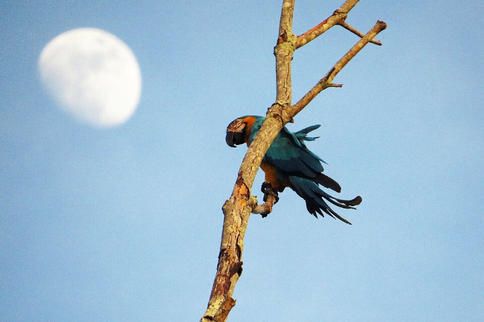 Bird branch