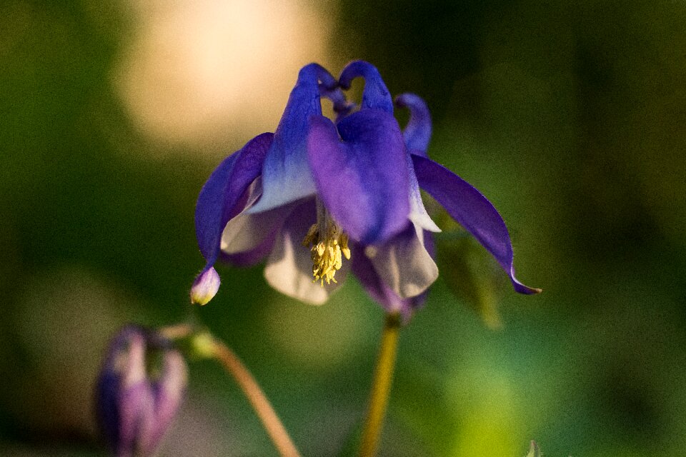 Bloom purple flower nature