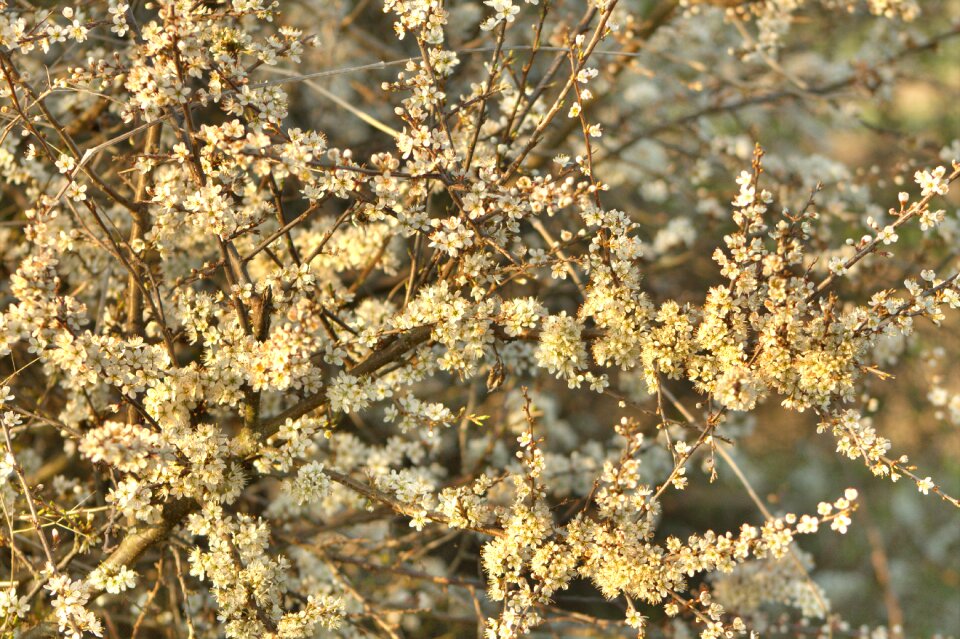 Nature spring white