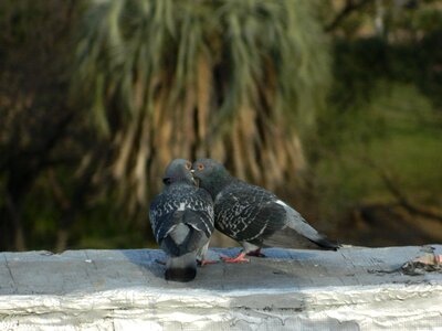 Pigeons love Free photos photo