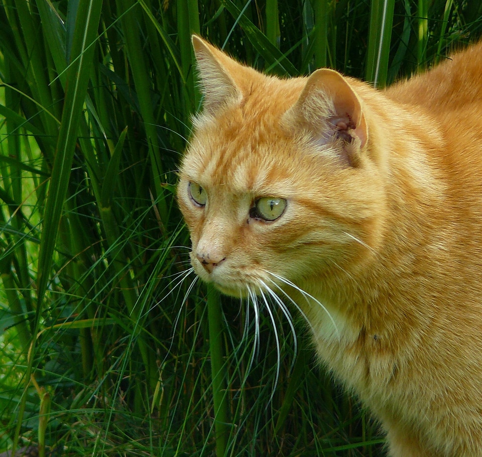 Cat face head domestic cat