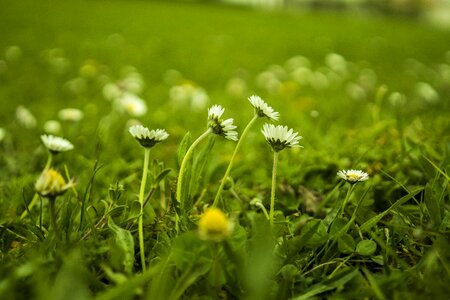 Spring flowers flower meadow photo
