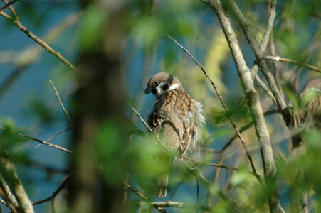 Bird ruffled house sparrow