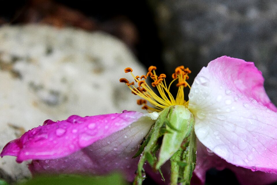 Pink flower plant nature