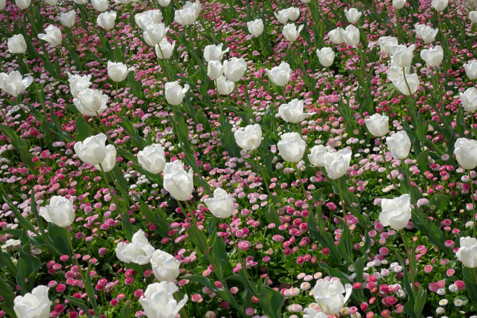 Spring decorative park