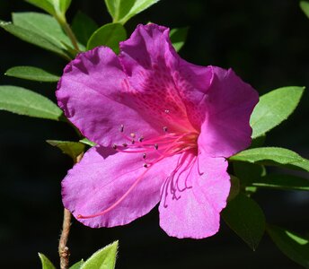 Blossom bloom shrub photo