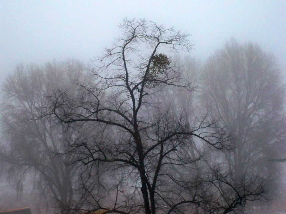 Wintry winter trees nature