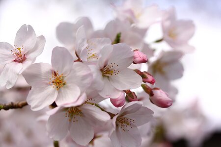 Cherry cherry blossoms nature photo