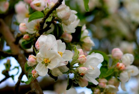 Bloom spring fruit tree photo