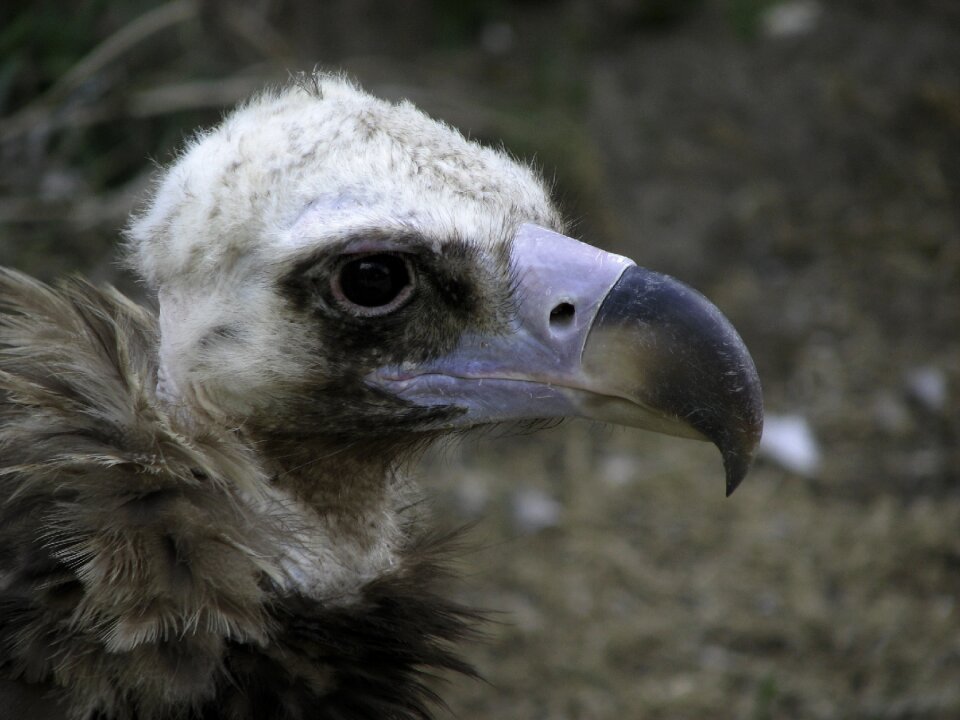 Vulture bird scavengers