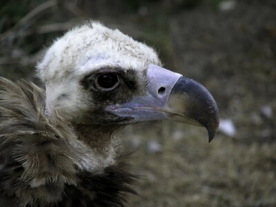 Vulture bird scavengers photo