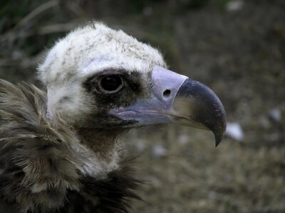 Vulture bird scavengers