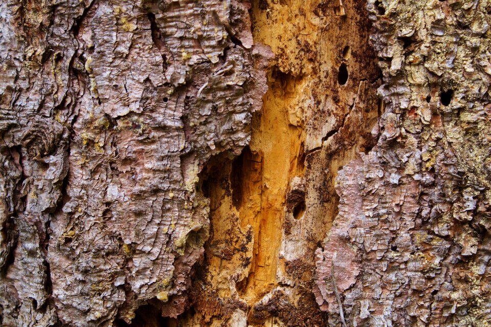 Bee hotel morsch structure