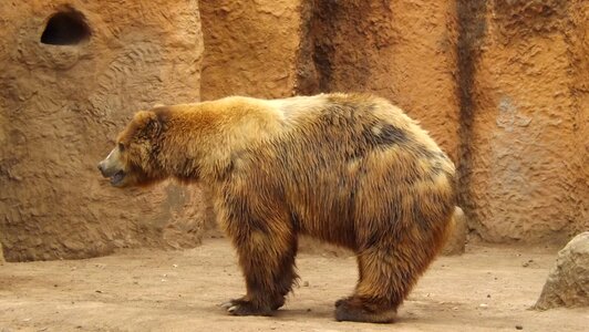 Bear zoo captivity