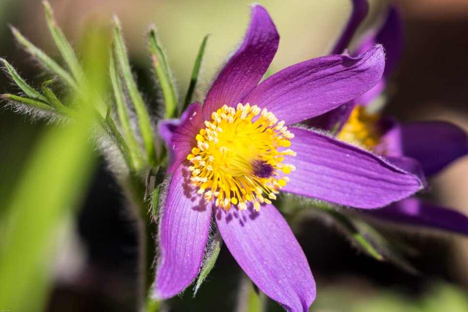 Garden plant spring