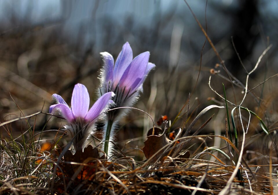 Spring flower nature plant
