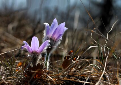 Spring flower nature plant