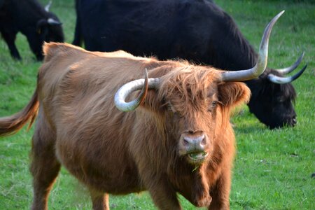 Cows pasture horns photo