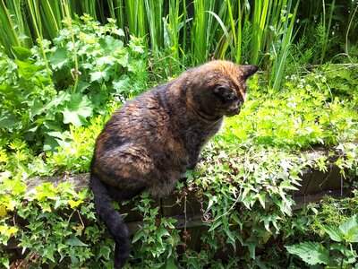 Hunt mieze focused
