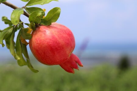 Fruit tree