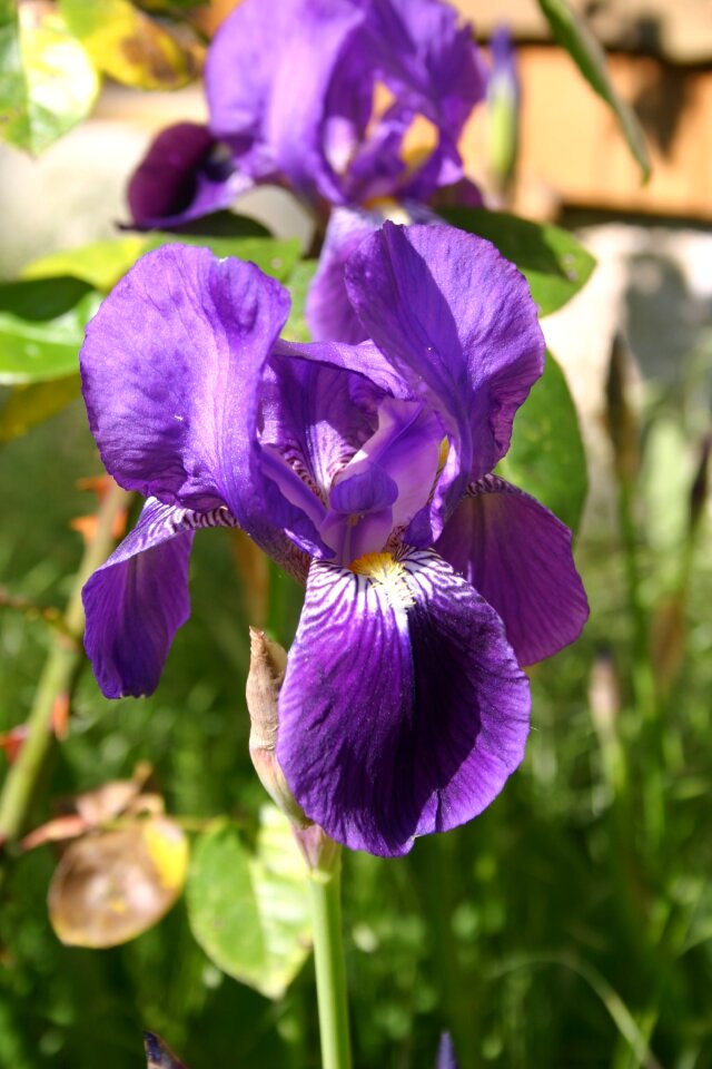 Garden plant macro photo