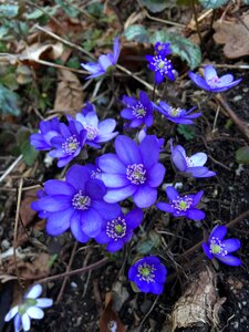 Anemone close up spring flower