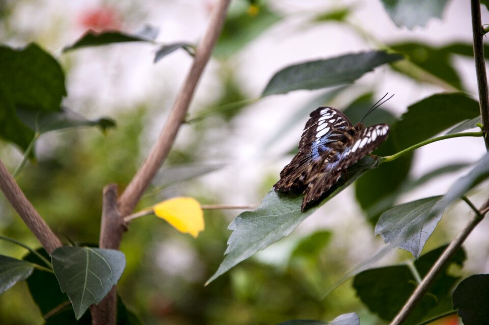 Close up wing insect