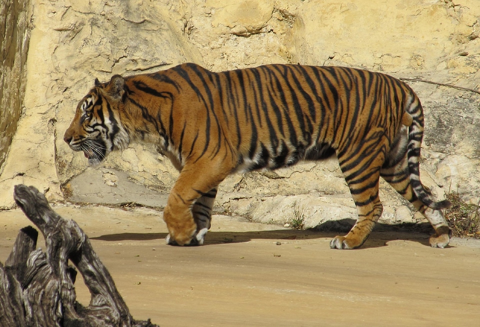 Carnivore mammal stripes photo