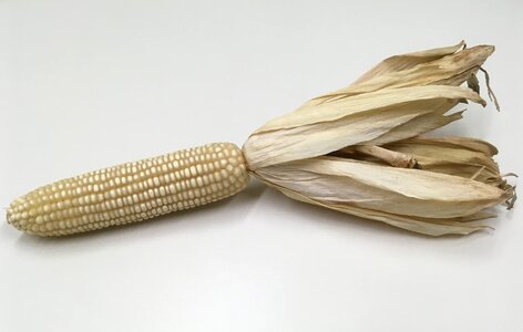 Maize kernel white photo
