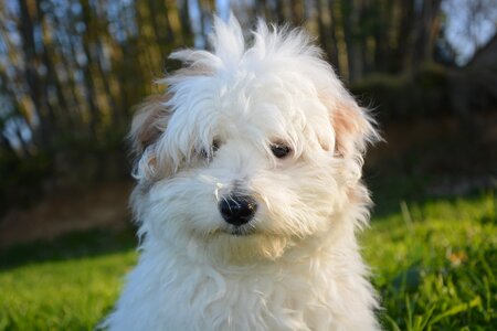 Animals domestic animal cotton tulear