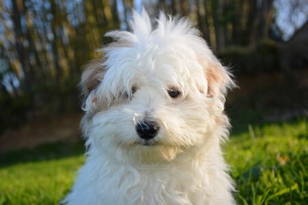 Animals domestic animal cotton tulear photo