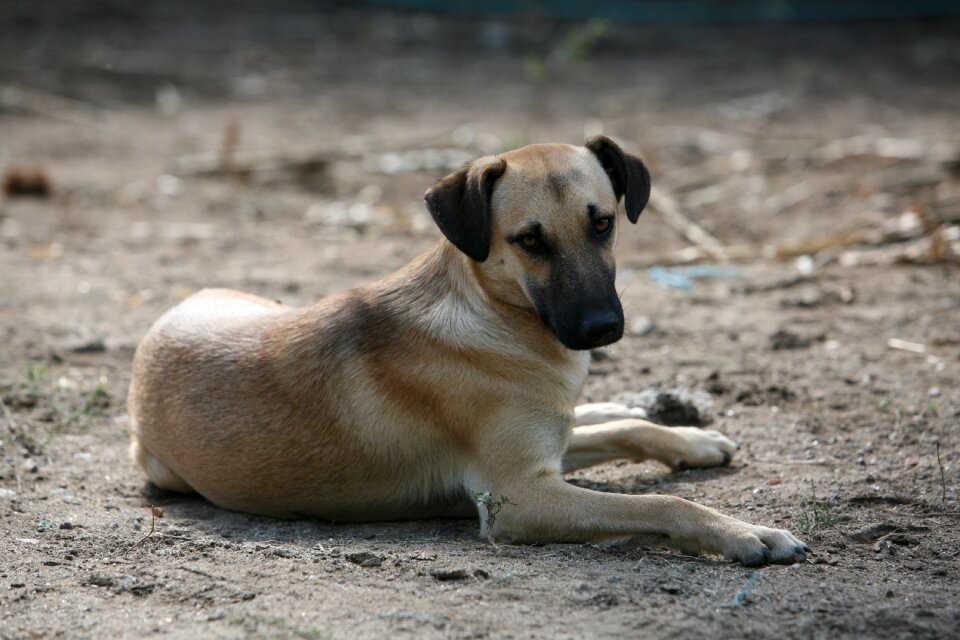 Animal portuguese dog