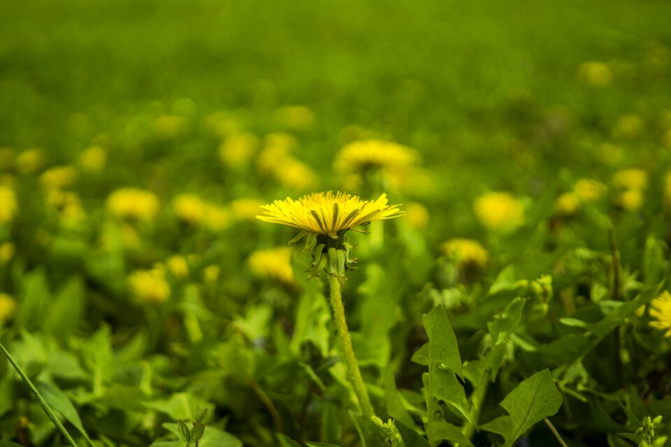Green spring flowers