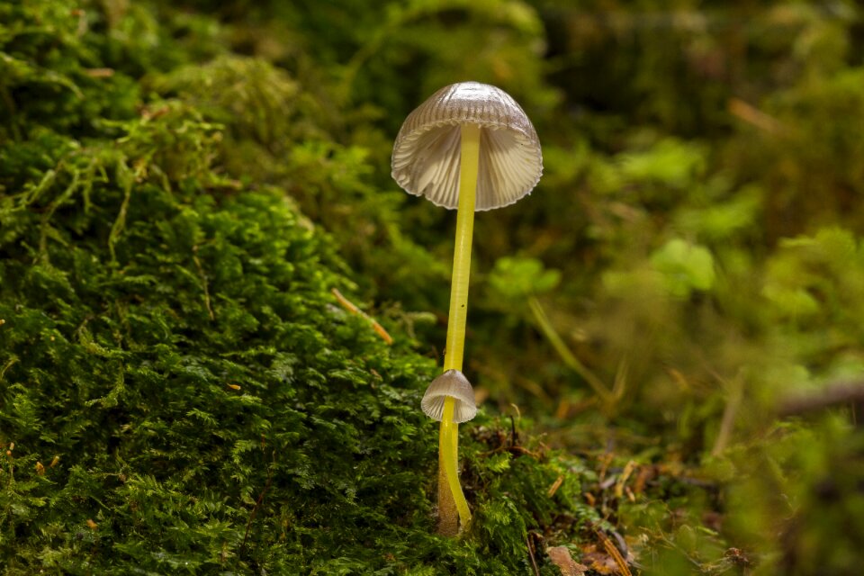 Mushroom moss sponge
