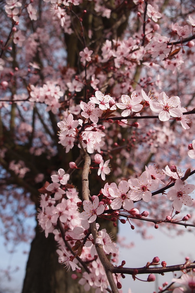 Tree blooming branch