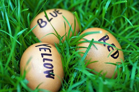 Joke color eggs easter time photo