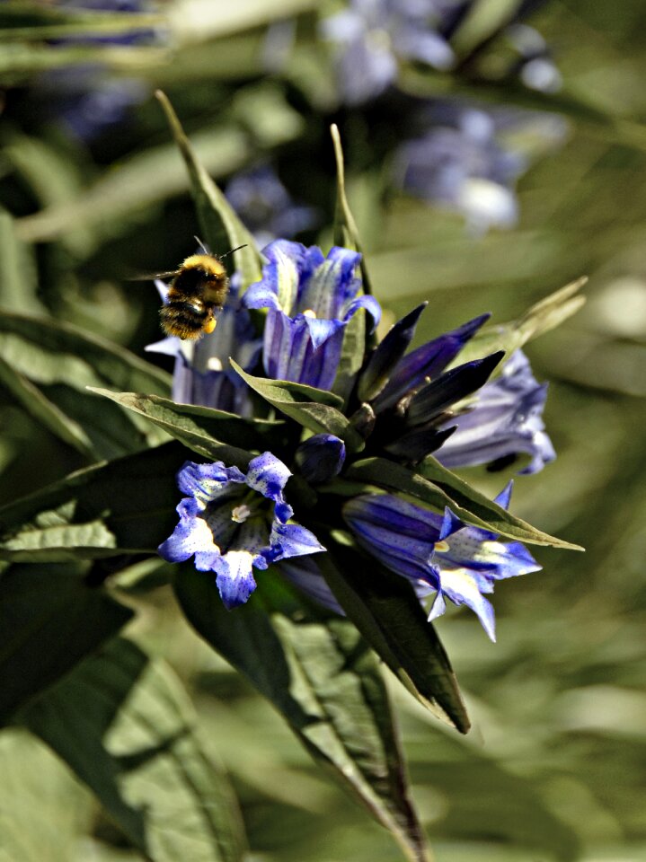 Flower bumble-bee insect