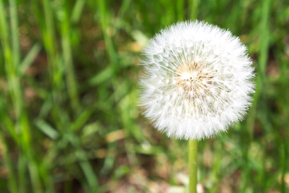 White vow field